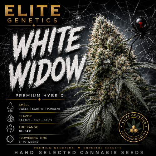 White Widow Feminized Seeds