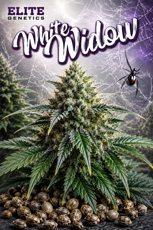 White Widow Feminized Seeds